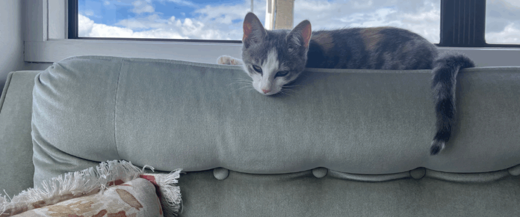 an image of Lou the cat, the newest member of the Whangārei Rape Crisis Team