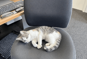 an image of Lou the cat, the newest member of the Whangārei Rape Crisis Team