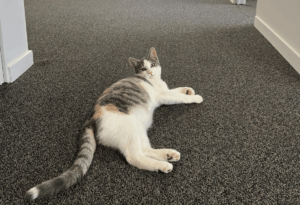 an image of Lou the cat, the newest member of the Whangārei Rape Crisis Team