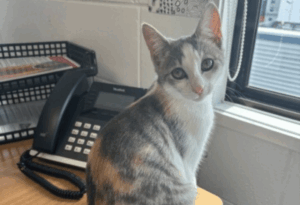 an image of Lou the cat, the newest member of the Whangārei Rape Crisis Team